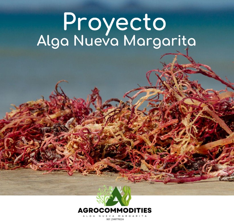 Alga Nueva Margarita